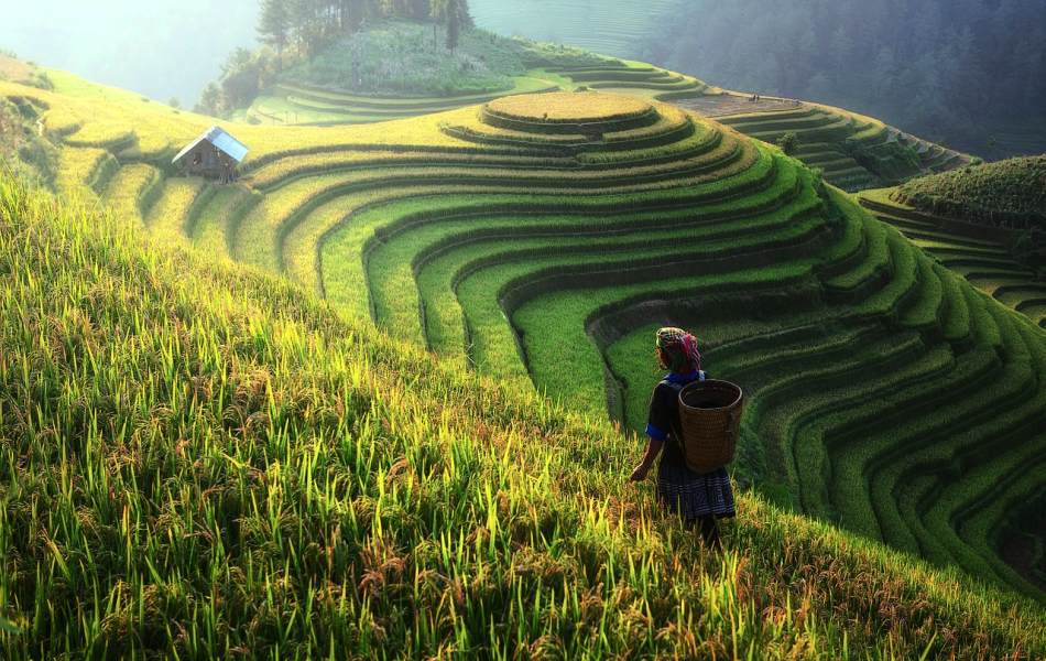 Bild: Urlaub in Chiang Mai  - Traditioneller Terassen Reisanbau in Sdostasien